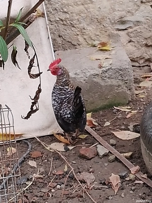 Cocoși pitici - imagine 2