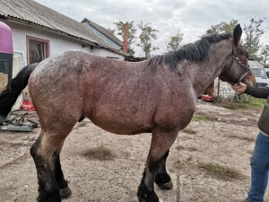 Animale domestice caii - imagine 5 Animale domestice caii - imagine 5