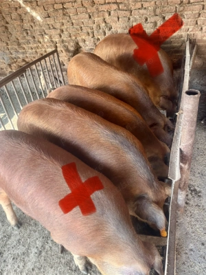 Vand porci diferite marimi