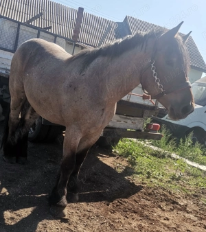 Animale domestice caii - imagine 3 Animale domestice caii - imagine 3