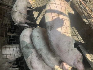 Vand porci diferite marimi - imagine 3