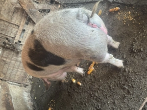 Vand porci diferite marimi - imagine 4