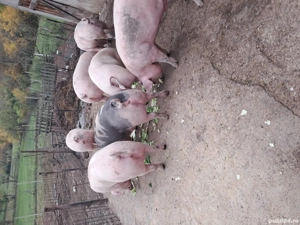 porci pentru sacrificat 16 lei kg - imagine 2 porci pentru sacrificat 16 lei kg - imagine 2