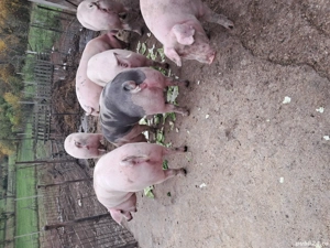 porci pentru sacrificat 16 lei kg