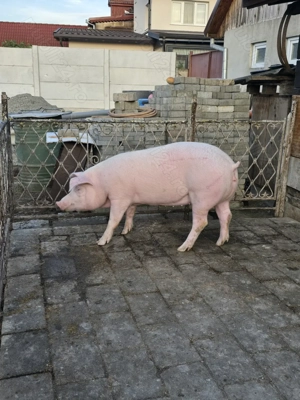 Vând scrofiță - imagine 3