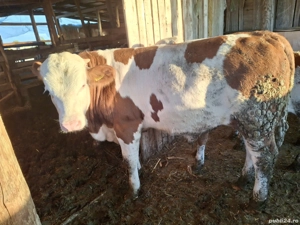 Vând vitei  - imagine 3