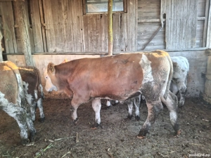 Vând vitei  - imagine 2