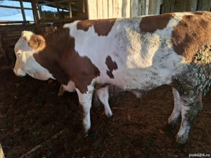 Vând vitei  - imagine 4