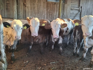 Vând vitei  - imagine 5