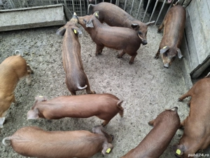 Purcei duroc - imagine 5