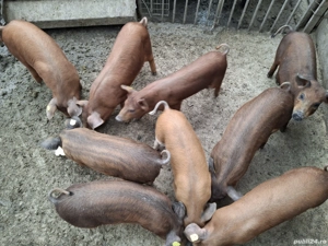 Purcei duroc - imagine 3