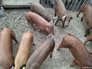 Purcei duroc - imagine 4