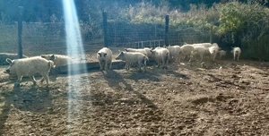 Grăsuni Mangaliță PURĂ  - imagine 3