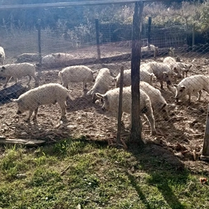 Grăsuni Mangaliță PURĂ 