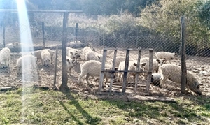 Grăsuni Mangaliță PURĂ  - imagine 2