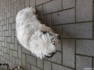 vînd cățelușă de bhihon de un an jumate din lipsă de spațiu