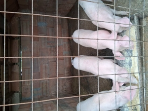 Vând grăsuni  landras cu marele alb - imagine 2