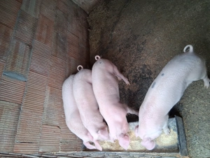 Vând grăsuni  landras cu marele alb - imagine 3