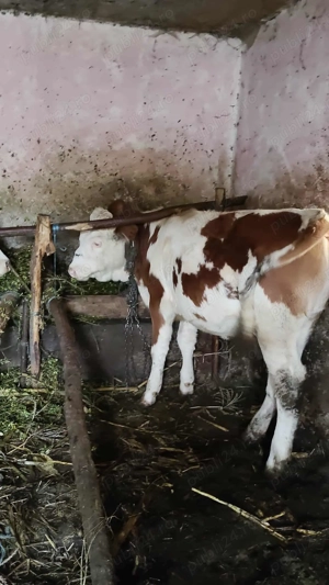 Vând vițel informații la telefon