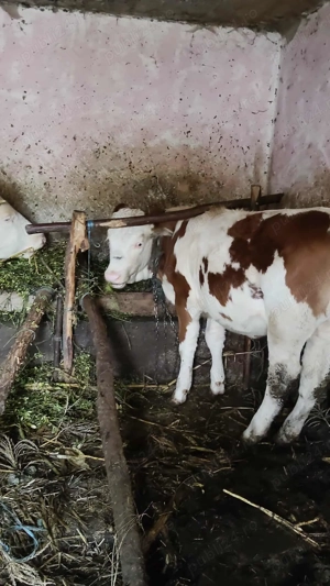 Vând vițel informații la telefon - imagine 2 Vând vițel informații la telefon - imagine 2