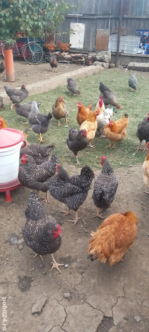 Vând găini  - imagine 3 Vând găini  - imagine 3