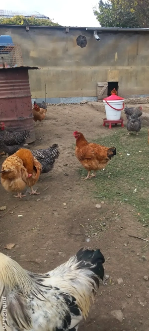 Vând găini  - imagine 2 Vând găini  - imagine 2