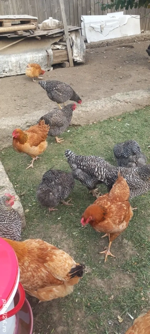 Vând găini  - imagine 5 Vând găini  - imagine 5