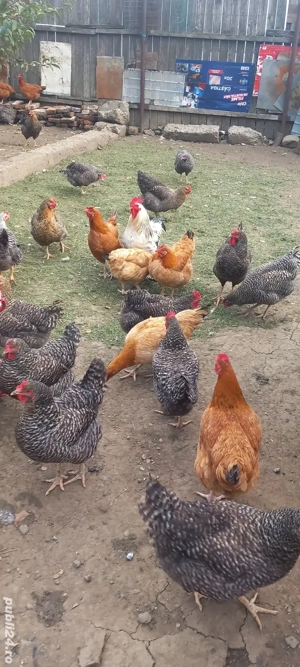 Vând găini  - imagine 4 Vând găini  - imagine 4