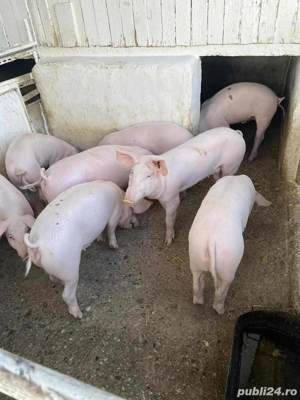 purcei de vanzare  - imagine 4 purcei de vanzare  - imagine 4