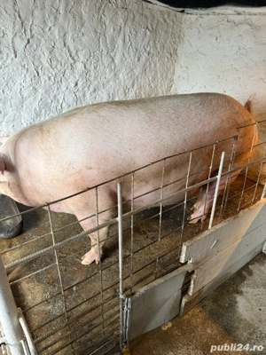 purcei de vanzare  - imagine 3 purcei de vanzare  - imagine 3