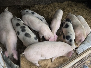 Vand porci greutate 70-130 kg - imagine 2