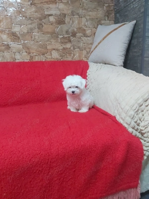 Pui Bichon Maltese - imagine 4