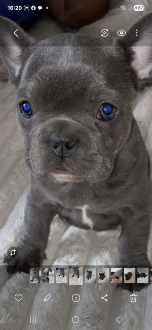 Cadoul  ideal  pt copii - imagine 3