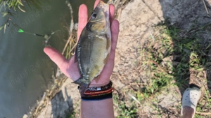 Caras pentru populari iazuri