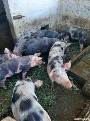 Vand grasuni de 5 luni petrean