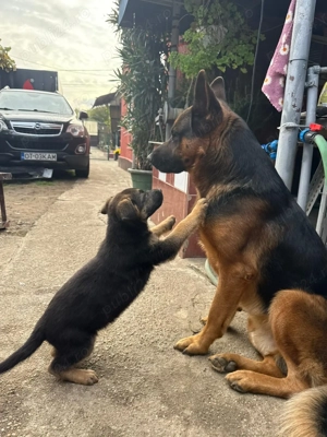 Ciobanesc german ( câine lup)