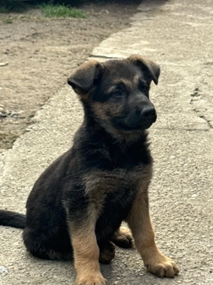 Ciobanesc german ( câine lup) - imagine 2 Ciobanesc german ( câine lup) - imagine 2