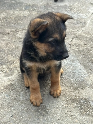 Ciobanesc german ( câine lup) - imagine 4 Ciobanesc german ( câine lup) - imagine 4