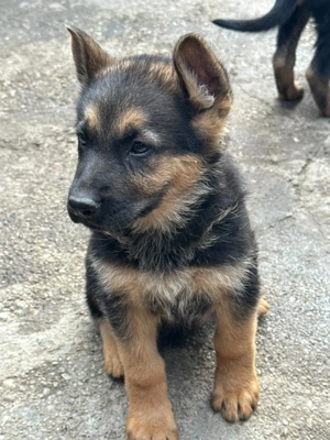 Ciobanesc german ( câine lup) - imagine 5 Ciobanesc german ( câine lup) - imagine 5