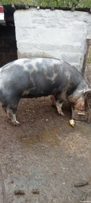Porc de vanzare  - imagine 2