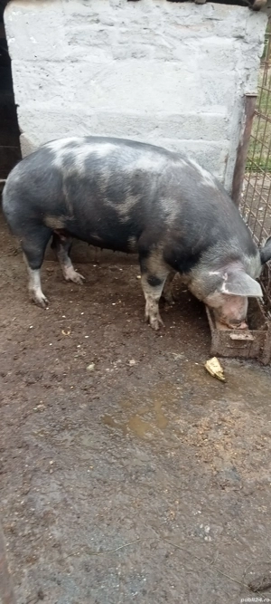 Porc de vanzare  - imagine 3