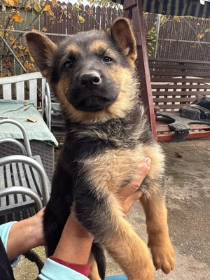 Ciobanesc german ( câine lup) - imagine 3 Ciobanesc german ( câine lup) - imagine 3