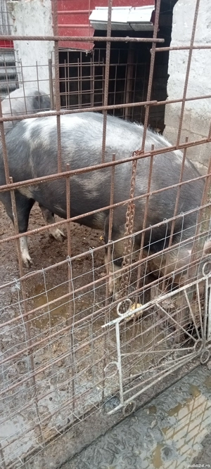Porc de vanzare  - imagine 4