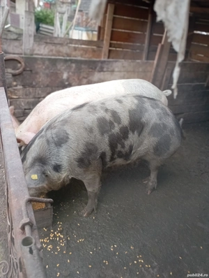 porci de vânzare  - imagine 4