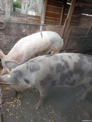 porci de vânzare  - imagine 3