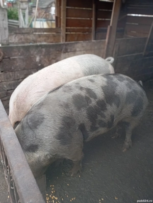 porci de vânzare 