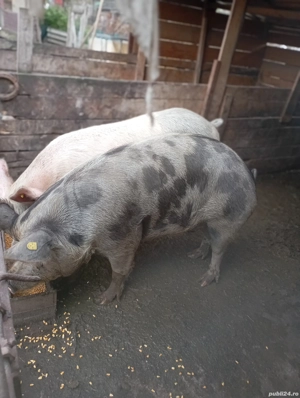 porci de vânzare  - imagine 5