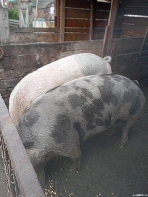 porci de vânzare  - imagine 2