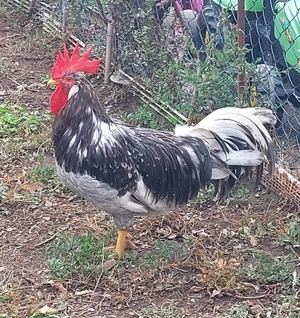 Cocos  Italian  Albastru  Bobat 