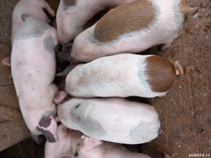 vand purcei  - imagine 4 vand purcei  - imagine 4